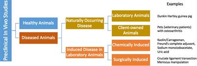 The beneficial role of companion animals in translational pain research